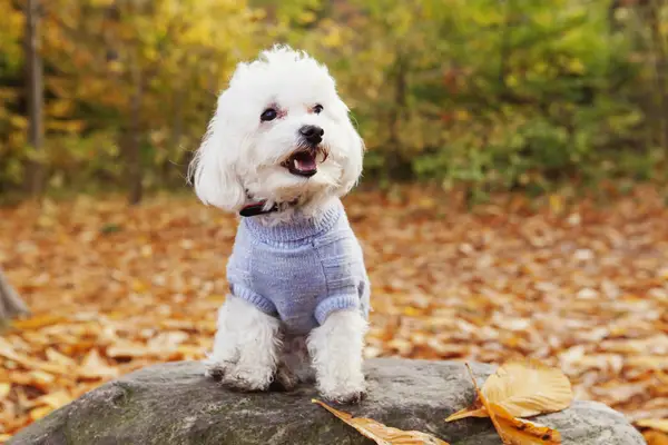 an adorable fluffy white Bichon against the autumn leaves. 