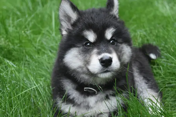 Stunning young alaskan husky puppy