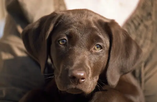 Portrait of a 12 week old chocolate labrador retriever puppy sitting in a woman