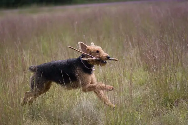 Airedale terrier running in field