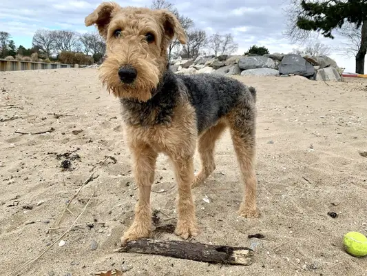 Terrier de aire