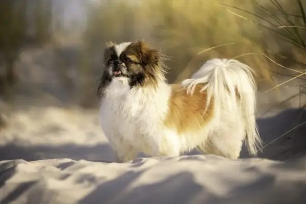 A Pekingese dog standing on sand dunes.