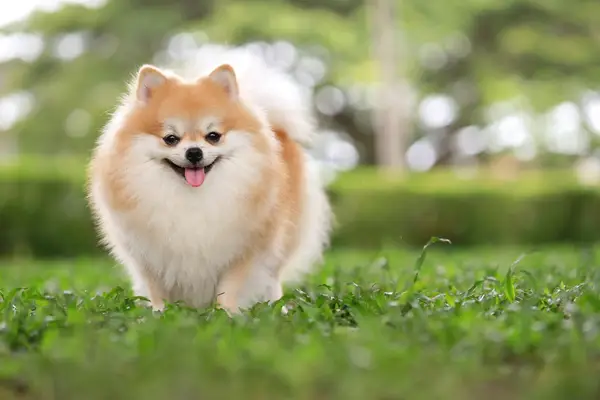 A cute pomeranian dog walks through grass on a sunny day outdoors.