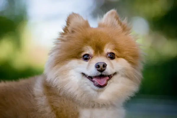 Pomeranian looking at camera with tongue sticking out.