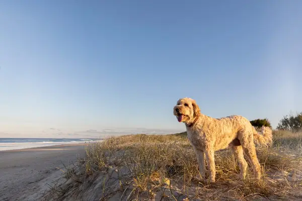 Labrodoodle australiano