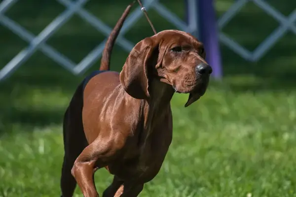 Redbone Coonhound
