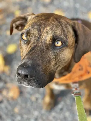Brindle plott hound looking up fall colors
