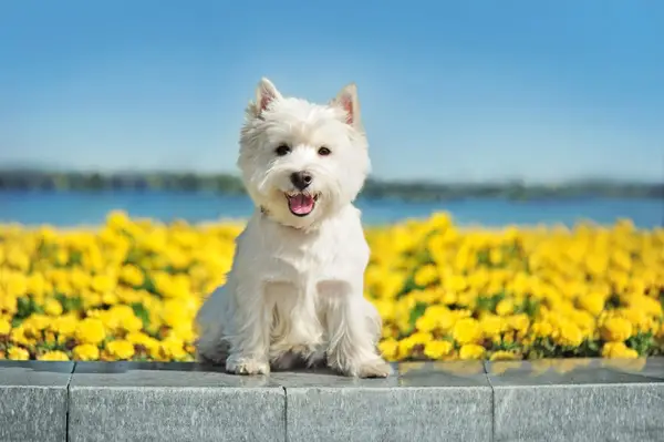 West -Mountain White Terrier