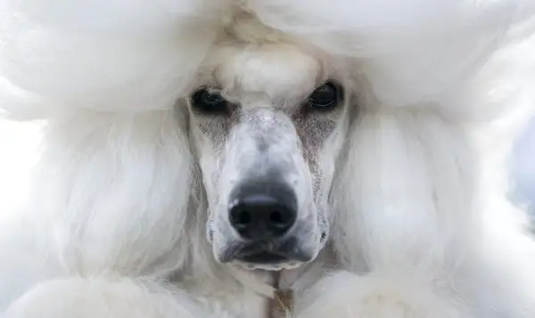 Hypoallergenic dogs, like this white King Poodle breed who doesn