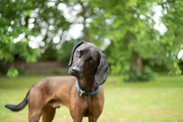 Hound perfumado de montaña bávara