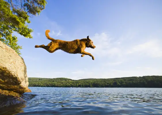 Chesapeake Bay Retriever