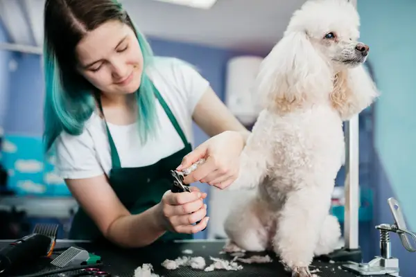 Dog groomer trimming Poodle