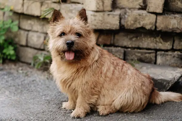 Norwich Terrier