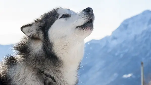 Close-up of an Alaskan Malamute