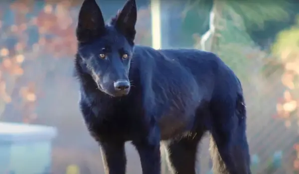 CalPOE (Boldea mexicana)