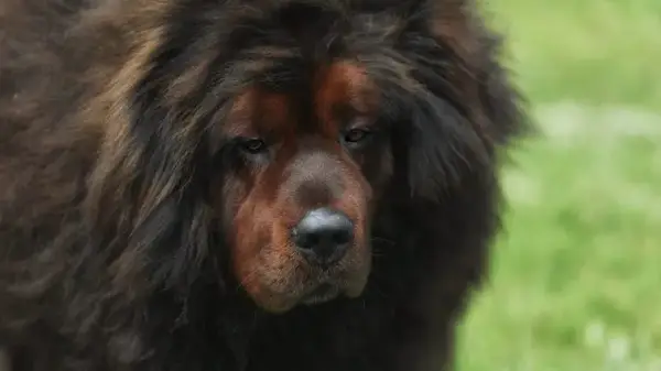 Tibetan Mastiff with fluff