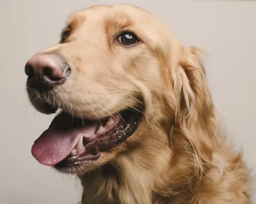 Golden Retriever kid friendly dog breeds