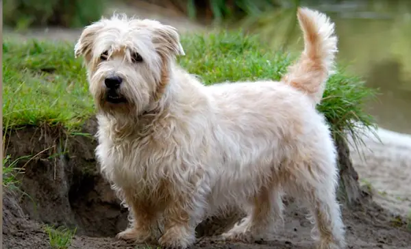 Glen de Imar terrier