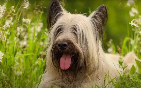 skye terrier in summer
