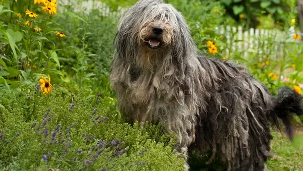Bergamasco Garden