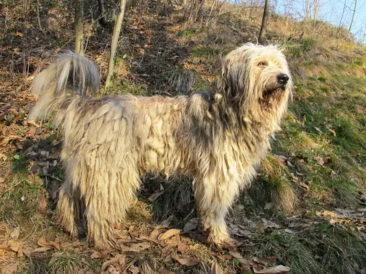 Bergamasco Berger
