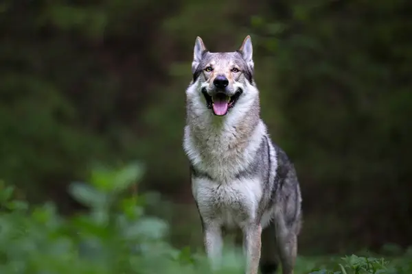 Czechoslovakian Wolf Dog standing proudly