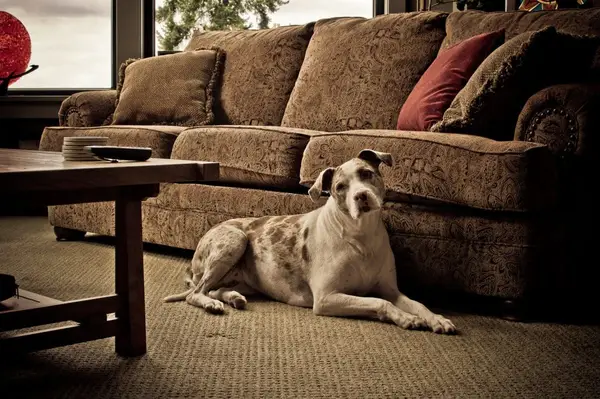 A Catahoula Leopard Dog sitting beside a couch, they have a protective personality and they are typically not aggressive towards people.