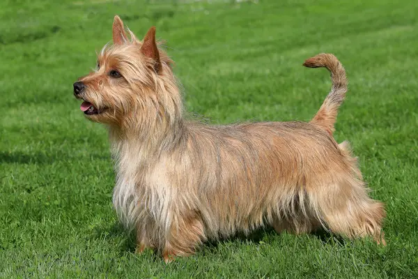 Terrier Australia