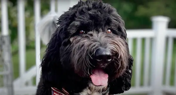 Newfoundland on autumn yellow leaves walk out