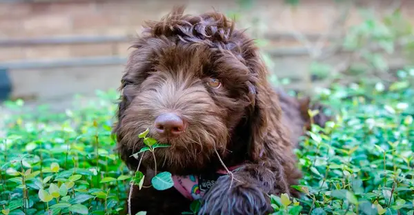 good dog breeder hugging husky puppies