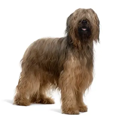 Side view of Briard dog standing and panting