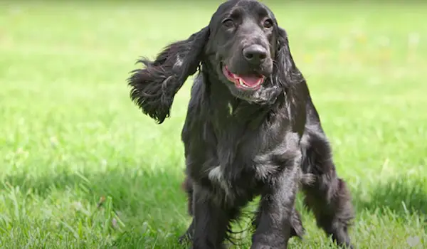 dark brown field spaniel