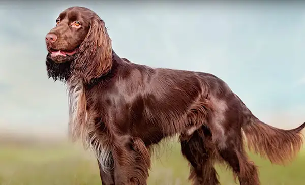 Campo Spaniel