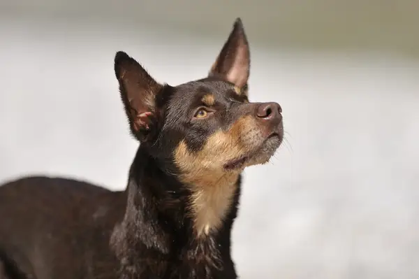 Kelpie Australiano