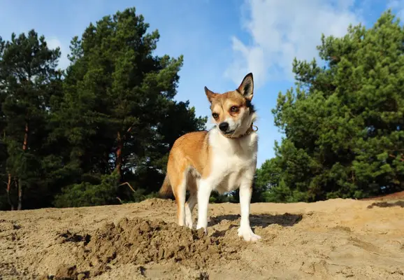 Norwegian Lundehund in sand