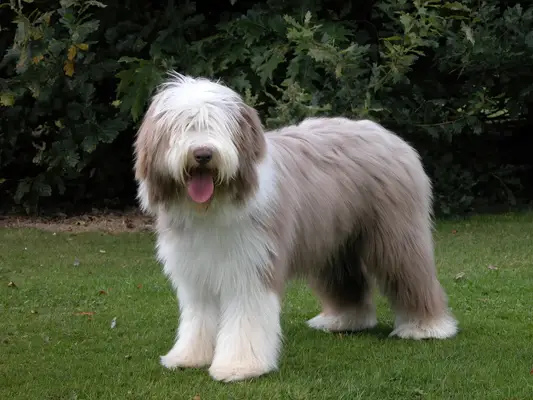 Bearded Collie puppy standing on grass