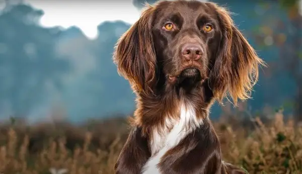 Deutscher Zeigefinger