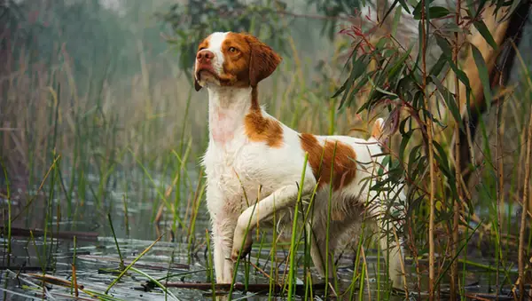 sporting dog in water