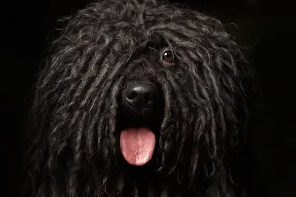 Close-up of the breed