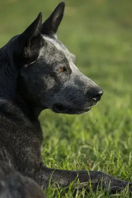 O cão de vaca da cauda da Australásia
