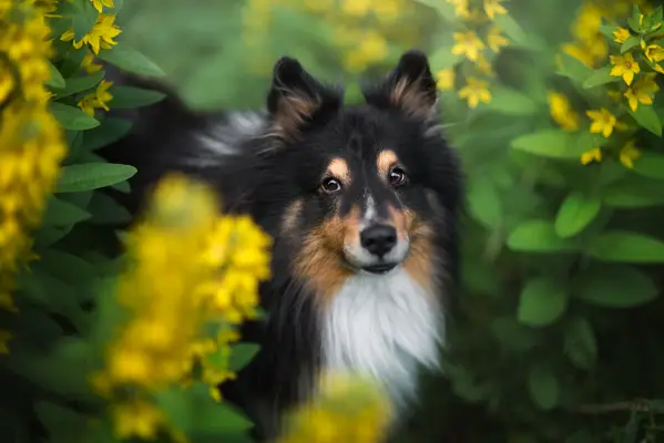 Shetland Sheepdog