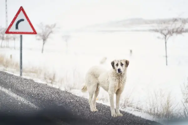 Kangal Shepherd dog on road near snowy field