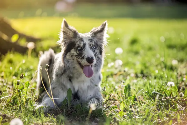 A blue merle Border Collie, a highly intelligent dog breed, lying in the meadow.