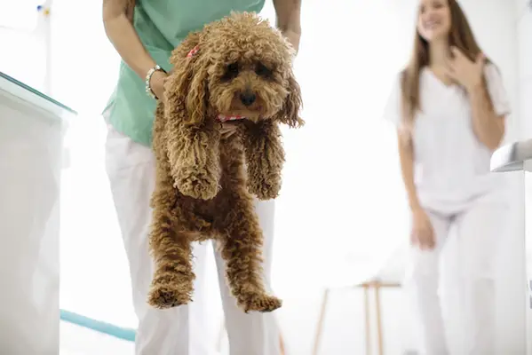 Померите аденокарцинум за псе: симптоми, фактори,