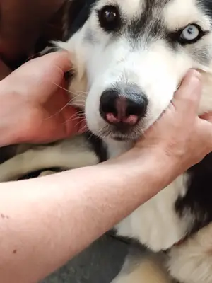 犬の鼻腫瘍：症状、原因、