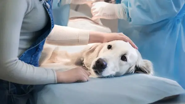Ill golden retriever on operating table in veterinarian