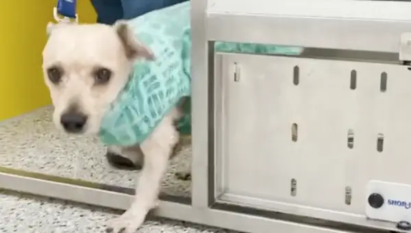 Le chien a été secouru de fourrure sur un tapis de plus de 2 livres