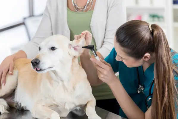 Adenocarcinoma médio do cão: sintomas, causas,