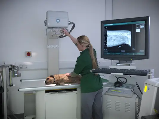 Câini satiloși: simptome, factori,