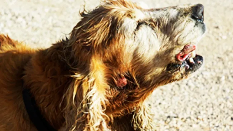 Vienišas gatvės šuo Graikijoje' title=